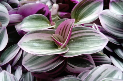 Vista 3 de Rare Nanouk Pink Tradescantia - Maceta de 2" - Serie Coleccionista