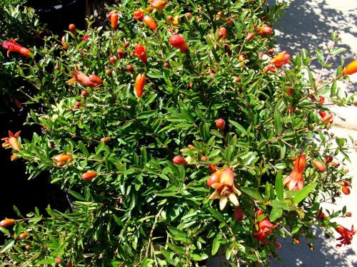 Vista 5 de UPC0764425786299 - Semillas de granada enana (Punica granatum) sin OMG, orgánico, cultivador estadounidense, 1056, paquete de 10 semillas