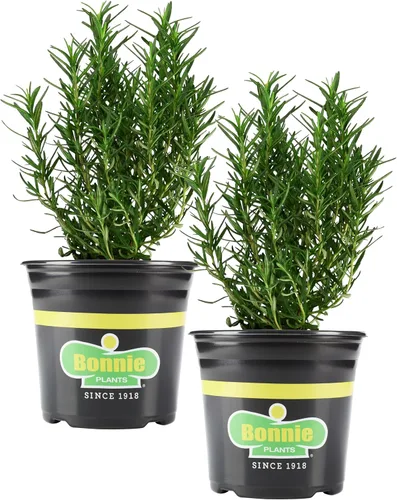 Vista 11 de Bonnie Plants Planta aromática comestible de hierbas aromáticas de romero vivo, paquete de 4, perenne en las zonas 8 a 10, ideal para cocinar y asar