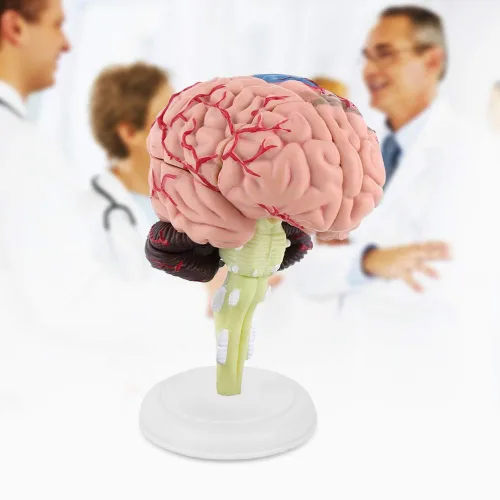 Vista 2 de Modelo de cerebro de anatomía 4D Desmontado Modelo de cerebro humano Anatomía estructural Herramienta de aprendizaje de enseñanza médica