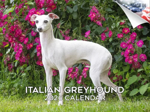 Vista 119 de Calendario de Lebrel Afgano 2025 2026, calendario mensual de pared de raza canina, 12" x 18" abierto, papel grueso sin traspaso, ideal para regalo
