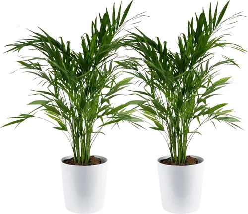 Vista 23 de Costa Farms Planta viva de palma de bambú en maceta decorativa, planta de interior grande purificadora de aire, perfecta para decoración del hogar