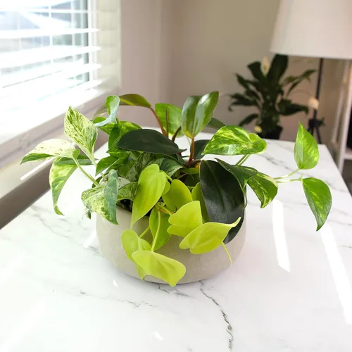 Vista 12 de Plants for Pets - Abundantes Pothos y Filodendro (paquete de 6), planta viva de Pothos para decoración, plantas de oficina, plantas reales, planta