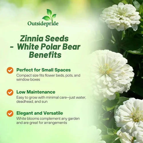 Vista 3 de Outsidepride - Zinnia Elegans, 1000 semillas anuales, Dahlia White Polar Bear, flores para plantar, color blanco