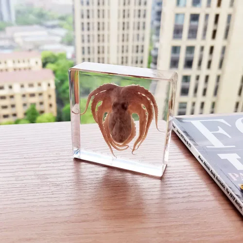 Vista 6 de Muestras de pulpo reales en manualidades de pisapapeles de resina, colección de taxidermia de animales para educación científica y adorno