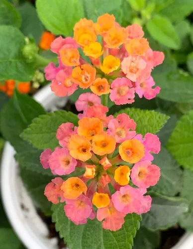 Vista 3 de Lantana - Planta viva para plantar al aire libre, juego de 2 plantas Lantana vivas, de 4 a 7 pulgadas de alto, plantas perennes Lantana, listas