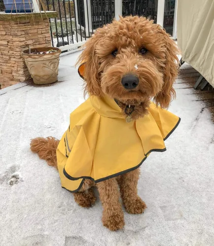 Vista 5 de Fashion Pet días lluviosos Slicker Amarillo Raincoat, XS, Amarillo
