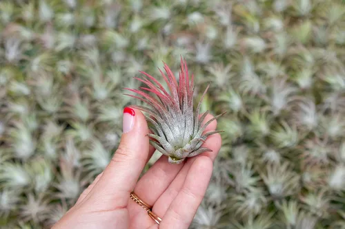Vista 3 de Paquete de 5 plantas de aire grandes surtidas de Ionantha Rubra – Plantas suculentas vivas para el hogar – Disponible al por mayor y a granel