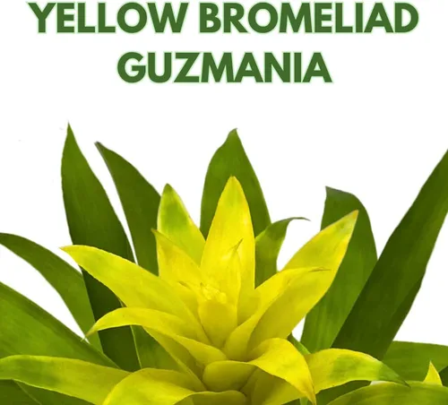 Vista 2 de BubbleBlooms Bromelia amarilla en maceta de 4 pulgadas Nidularium billbergioides
