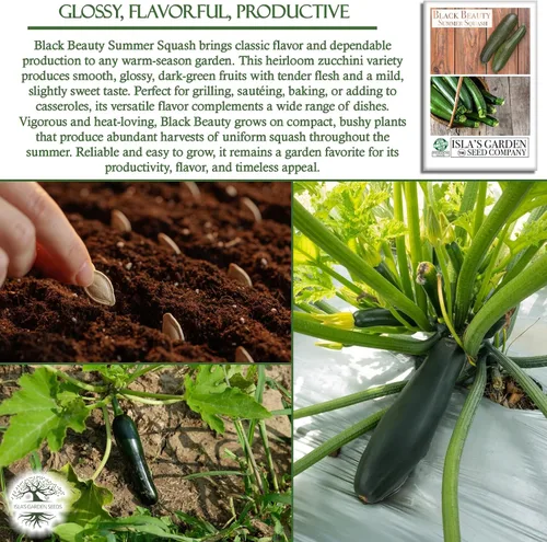 Vista 5 de Isla's Garden Seeds - Semillas de calabaza verde de verano Black Beauty para plantar - Más de 25 semillas tradicionales por paquete, sin OMG, nombre