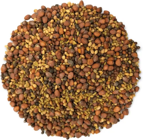 Vista 3 de Mezcla de ensalada orgánica de semillas germinantes, 10 libras, brócoli sin OMG, rábano, trébol, alfalfa. Rica tasa de germinación, no irradiada
