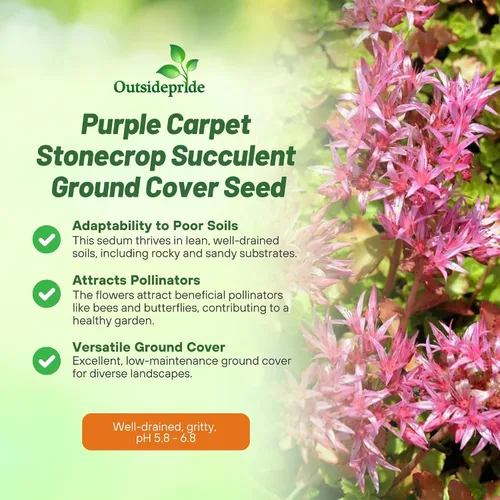 Vista 3 de Outsidepride Purple Carpet Sedum Seeds - 2000 semillas perennes de cobertura del suelo para plantar, plantas suculentas resistentes al frío