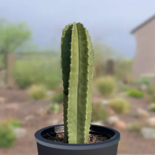 Vista 11 de Cactus Outlet - Curiosity - Plantas de cactus vivas, plantas vivas para uso en interiores y exteriores, cactus vivos, 12 a 18 pulgadas, cactus vivos