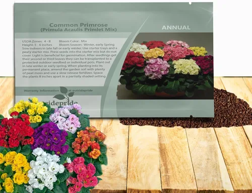 Vista 10 de Outsidepride 10 semillas anuales Primula común Primrose Primlet Pink Shades Semillas de flores para plantar