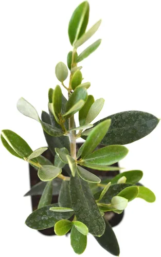 Vista 4 de 9GreenBox - olivo - árbol de la paz - Olea europaea - pack de 2