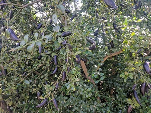 Vista 2 de Limas de dedo recién recogidas de 40 gramos (1.41 oz) de lima de dedo también conocida como Citrus Cavia, 6 a 8 pices