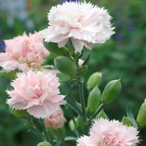 Vista 4 de CHUXAY GARDEN Pink Dianthus Caryophyllus-La France Clavel, Clavo Rosa 50 Semillas Día de los Caídos Flower Show Amor Jardinería única Beauyiful Flor