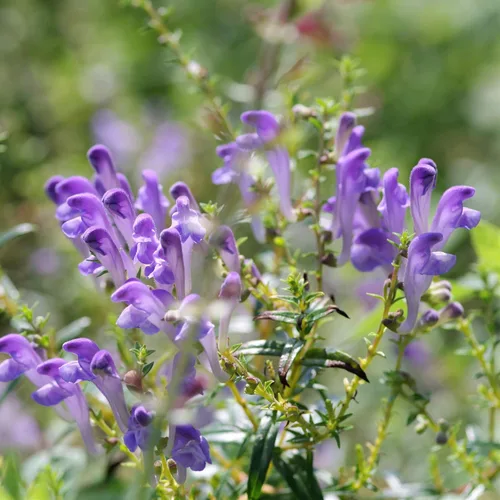Vista 7 de Outsidepride Semillas Skullcap - 100 unidades. Semillas perennes, fáciles de cultivar y compactas, semillas de hierbas para plantar flores