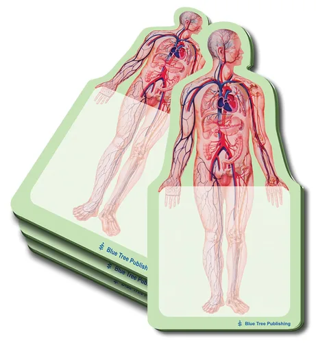 Vista 15 de Notas Adhesivas de Anatomía