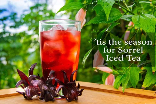 Vista 3 de Flores de hibisco de acedera (1 libra) pétalo entero, hace té helado refrescante o té caliente