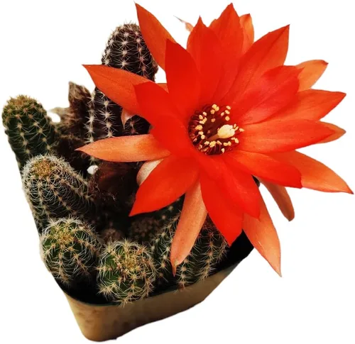 Vista 5 de Plantas de cactus vivas de USKC (maceta Opuntia Santa Rita de 4 pulgadas)