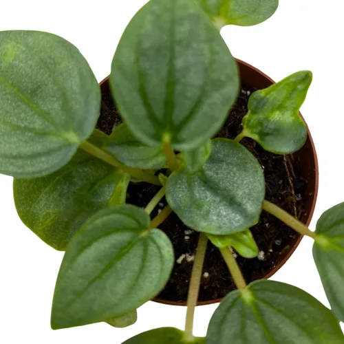 Vista 4 de BubbleBlooms Green Ripple Peperomia Frost in a 2 inch Pot Emerald Ripple Pepper, caperata, albovittata