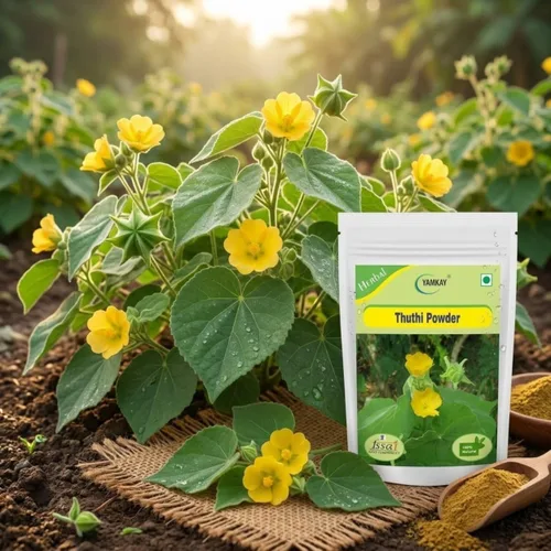 Vista 3 de Abutilon Indicum Abutilon indio Malva india Polvo Thuthi Ilai Polvo de Atibala (300 GM)