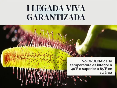 Vista 3 de Cape Sundew Plant Live, maceta de cerámica, alimento para plantas carnívoras, suelo, pinzas