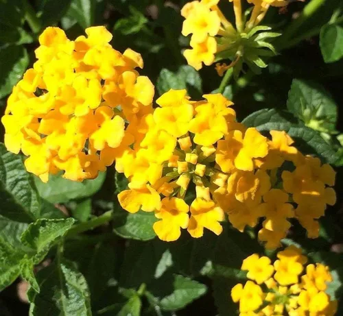 Vista 5 de Lantana Mix 100+ Semillas Plantación de Flores para Exterior