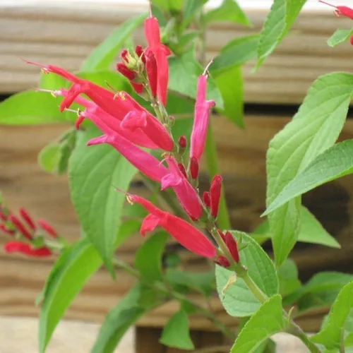 Vista 4 de 2 plantas vivas de salvia vibrante, plantas de salvia perennes fragantes vivas para plantación de primavera, plantación de verano, de 5 a 10