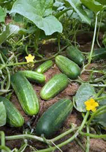 Vista 3 de Pepino, comercializador, reliquia, 500 semillas, sabroso, ideal para ensaladas/aperitivos