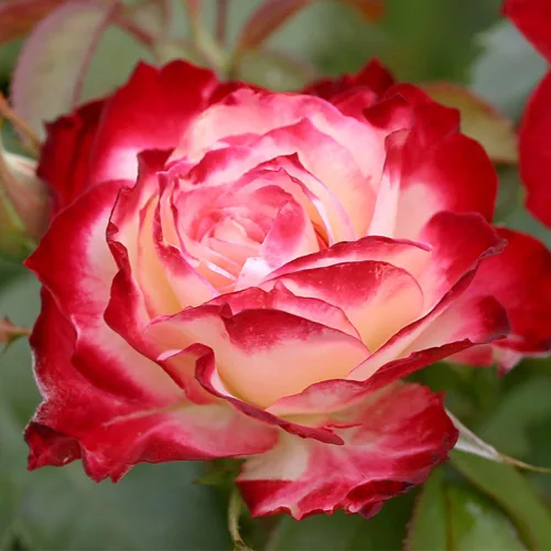 Vista 4 de Rosas de reliquia Grandiflora, planta de raíz propia viva para jardín al aire libre, Cherry Parfait™, ligeramente fragantes, zonas de rusticidad