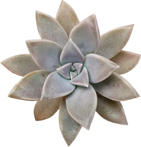Vista 16 de Dancing Bones Hatiora Salicornioides 2 pulgadas + maceta de arcilla – Suculenta saludable, rara e inusual, planta viva de fácil cuidado, totalmente