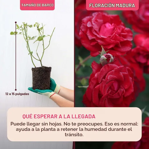 Vista 2 de Rosas trepadoras de reliquia, planta de raíz propia viva, Lady in Red™