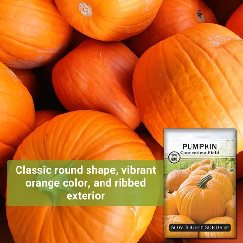 Vista 3 de Sow Right Seeds - Semillas de calabaza de campo de Connecticut para plantar - Paquete de reliquia sin OMG con instrucciones para plantar un huerto