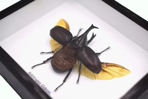 Vista 3 de Real THAILAND'S Fighting Beetles/Rinoceronte Beetle/XYLOTRUPES Gideon Insect Taxidermia Set en caja de sombra / marco de madera 3D