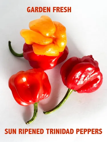 Vista 8 de Bertie's Salsa de pimienta original (10 onzas/10.1 fl oz), gran sabor y calor, hecha con pimientos amarillos frescos de Trinidad Moruga Red y Scotch