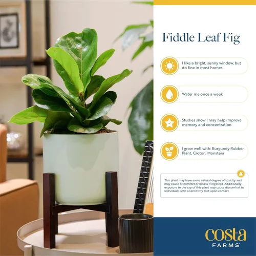 Vista 5 de Costa Farms Ficus Lyrata, higo vivo de hoja de violín, árbol de interior, Jardinera de decoración
