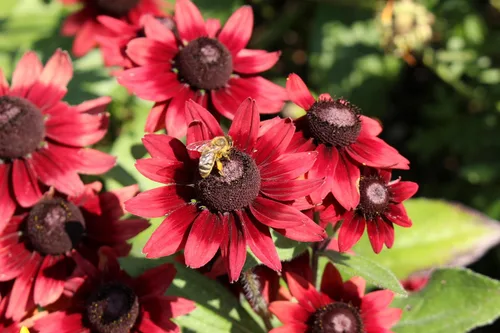 Vista 2 de 20 semillas de flores de Susan de ojos rojos y negros de cereza RUDBECKIA Hirta