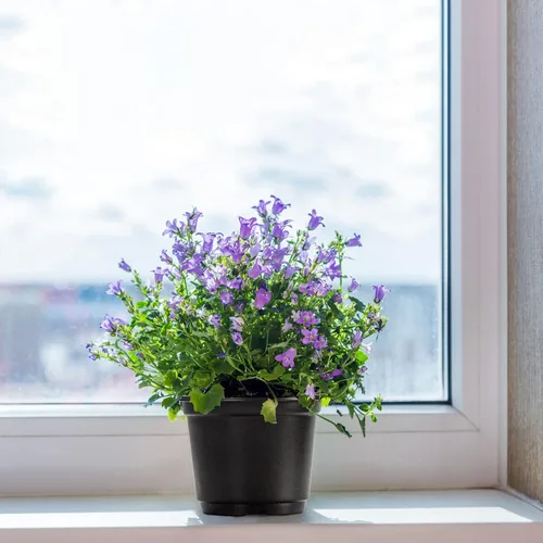 Vista 6 de MIXC Macetas para vivero con cúpula de humedad, maceta de plástico transparente suave de 4 pulgadas, macetas para plantar, macetas pequeñas bandejas
