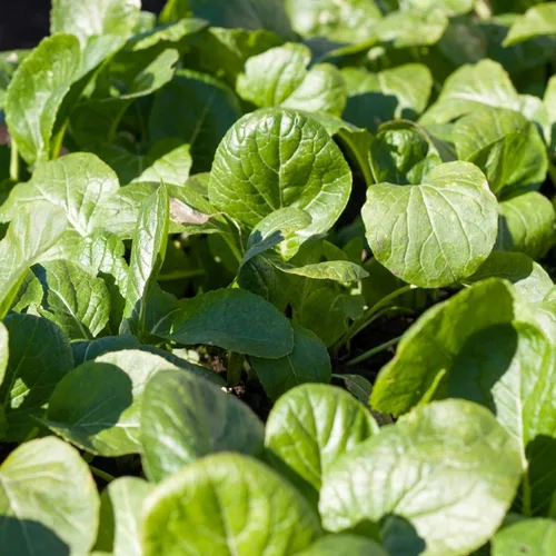 Vista 2 de Semillas de mostaza verde tierna, 50 unidades, marca "COOL BEANS N SPROUTS
