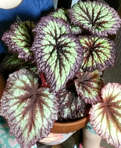 Vista 2 de 2 plantas vivas de Begonia Angel Wing Maculata, tamaño de 5-9 pulgadas de alto, plantas de begonia con lunares surtidas, plantas decorativas