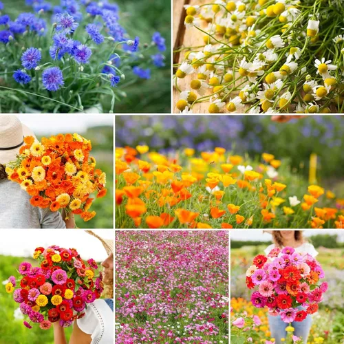 Vista 14 de Eden Brothers Zinnia Seeds - Mezcla de California Giants, semillas sin OMG para plantar, 5 libras Semillas de flores de bajo mantenimiento