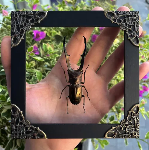 Vista 30 de 2 Real Dragonfly Specimens Shadow Box Framed Insect Display Oddities Curiosities Entomology Collection Natural History Wall Decor Gift for Nature