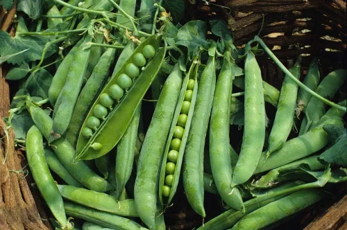 Vista 2 de Semillas de guisante Green Arrow - Paquete de 100 semillas - Sin OMG - Una variedad de guisantes descascarados que es muy fácil de cultivar