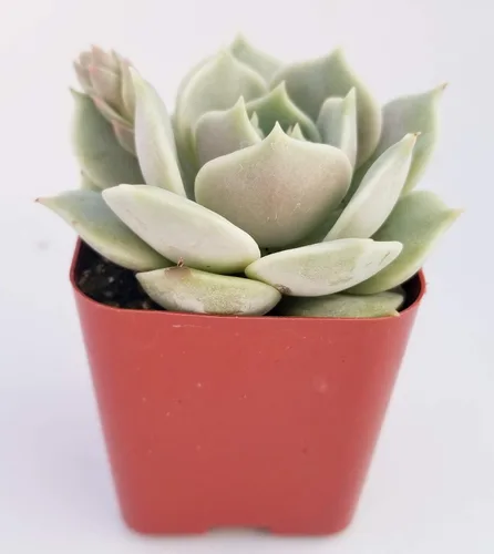 Vista 2 de Fat Plants San Diego Live Echeveria Planta Suculenta Híbrida, Lola