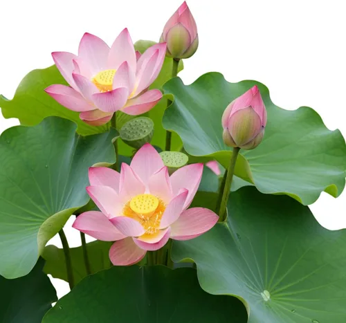 Vista 7 de Semillas de flor de loto, más de 32 semillas de loto, semillas de lirio de agua, rosa