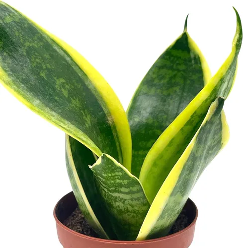 Vista 5 de BubbleBlooms Planta de serpiente varigada en una maceta de 2 pulgadas Sansevieria Dracaena trifasciata Tiny Mini Pixie Plant