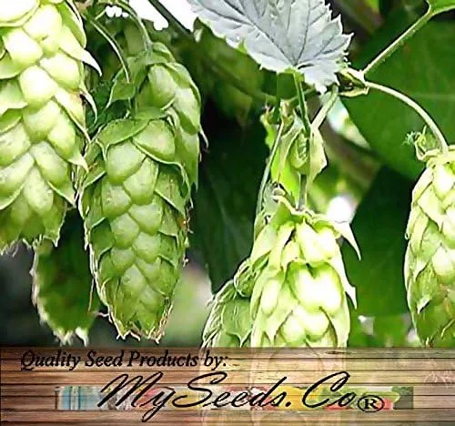 Vista 5 de Big Pack by MySeeds.Co