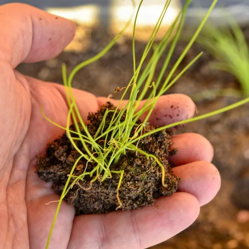 Vista 7 de Seed Needs Semillas de cebollino para plantar ajo y hierbas comunes de cebollino, herencia sin OMG y semillas de jardín sin tratar para plantar un